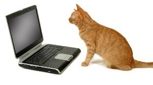 Cat surfing the Internet