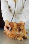 Remember to take your cat in for regular veterinary checkups